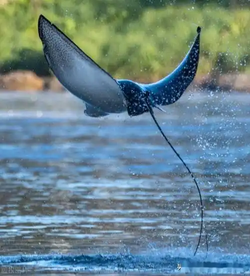 澳大利亚惊现罕见鳐鱼,摄影师幸运拍下鳐鱼跳出水面_莫里斯·阿什顿_a