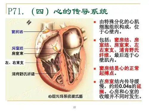 心血管系统解剖生理(未链接完)ppt