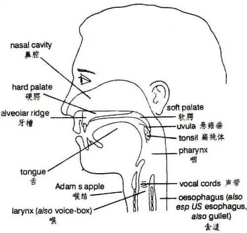 英语发音原理:发音部位——上嘴唇,下嘴唇