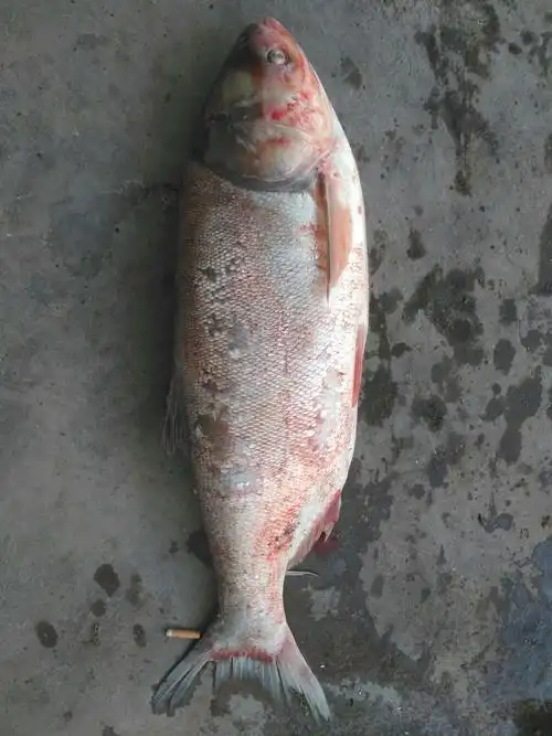 下新湖水库的大鱼8公斤.