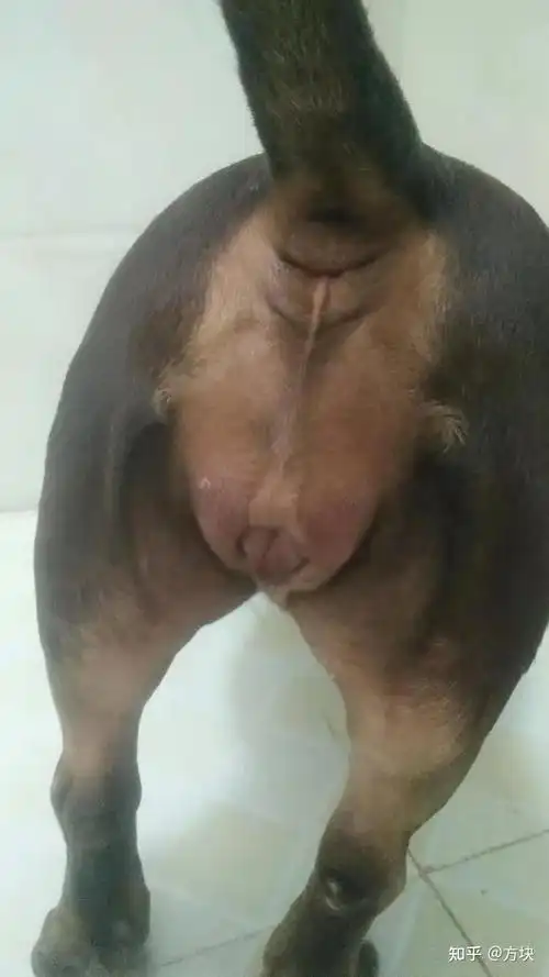 方块 的想法: 恶霸犬,桃子肿的很大,但就是不滴血,这… - 知乎