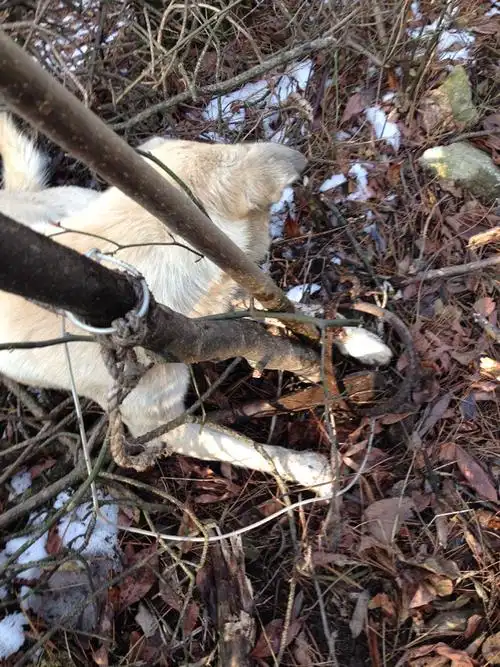 四明山林场爬山遇到野猪夹,我家旺