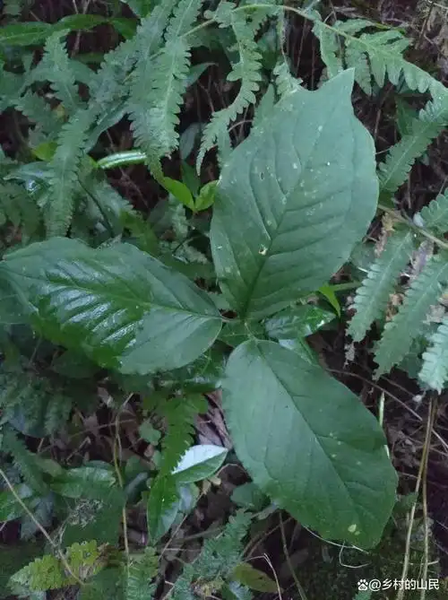 我要上热门#野生半夏,叶子是三片的像似乎风车的叶片,绿色的很好看哦