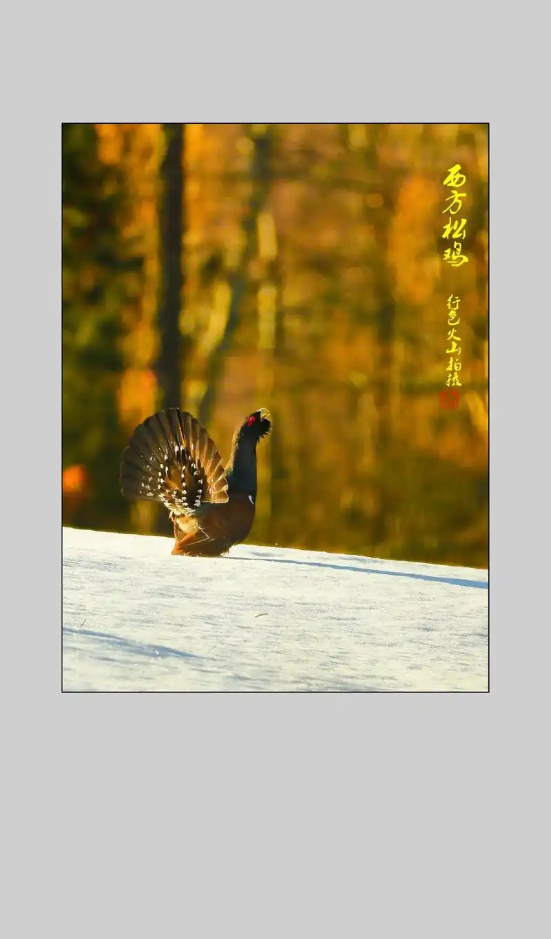 西方松鸡在中国仅分布于新疆阿勒泰地区. - 抖音