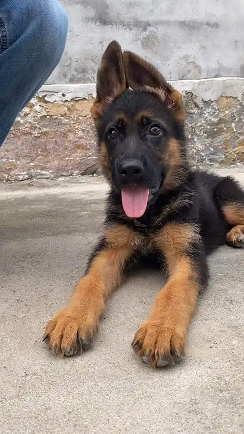 两个月德牧犬长大了一定是帅哥一枚