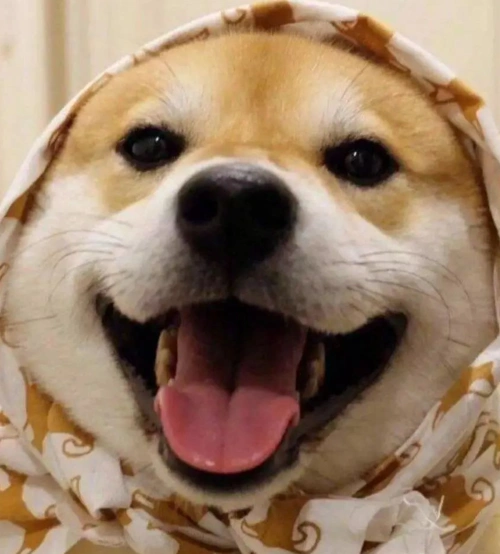 萌化老夫心的小可爱,温暖治愈系,行走的表情包柴犬