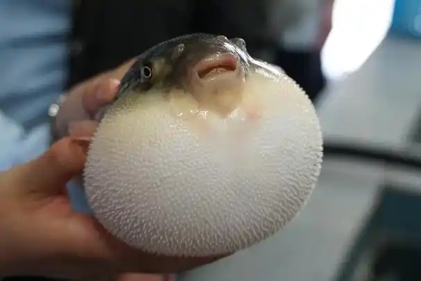 用针扎鼓起来的河豚,它会不会"爆炸"?为什么?