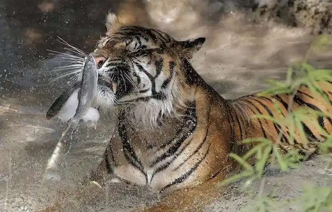 老虎吃鱼不吃人他在钓鱼时被老虎堵住最终以鱼换命传闻