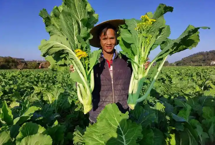 广州增城小楼镇13万亩迟菜心大规模上市