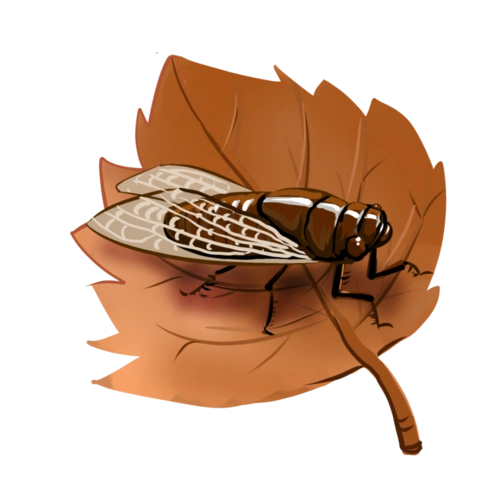 秋蝉:遍催万树暮蝉鸣『明月几时有』