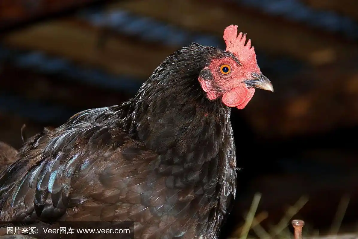 黑母鸡