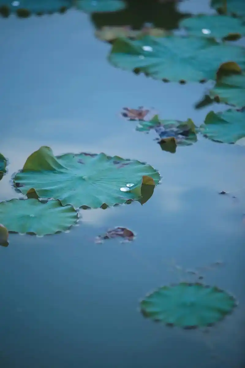 初夏的味道 #治愈系风景 #静心看世界 #唯美意境 #我的 - 抖音