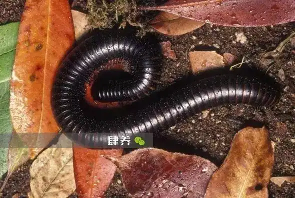 巨人非洲马陆 | 饲养零风险?温顺巨人变身巧克力球