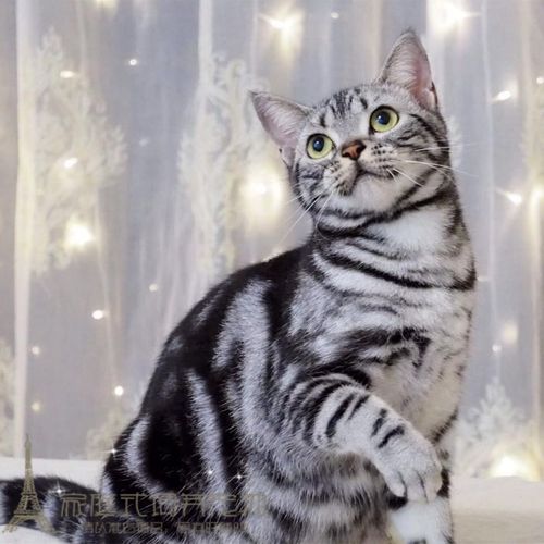 出售美国短毛猫美银虎斑标宠物猫幼猫咪活体猫咪