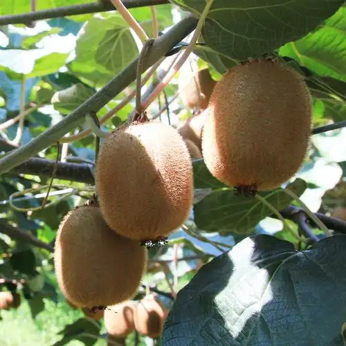 【无膨大剂】纯天然无公害海沃德猕猴桃奇异果6斤礼盒精装包邮