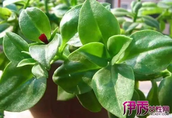 【图】云南白药植物图片欣赏 教你快速辨别云南白药