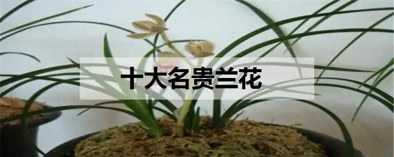 鬼兰鬼兰是国际上公认的名贵兰花品种,它开出的花朵十分洁白,花型显得