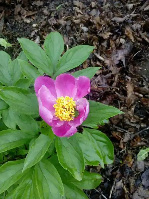 父本:家芍药,母本:山芍药(6月8日)
