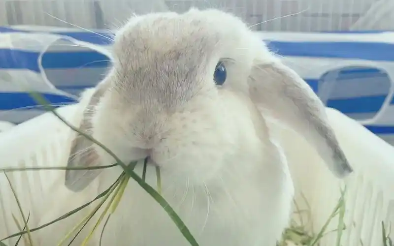 可爱兔宝吃草太治愈了吧