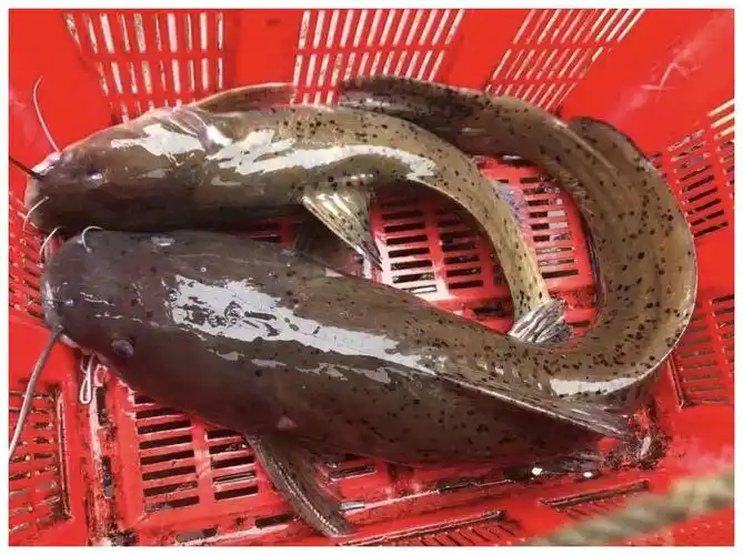 这个是芝麻剑,极其珍贵的一种淡水鱼,价格不菲,具体多少没有问,听说要