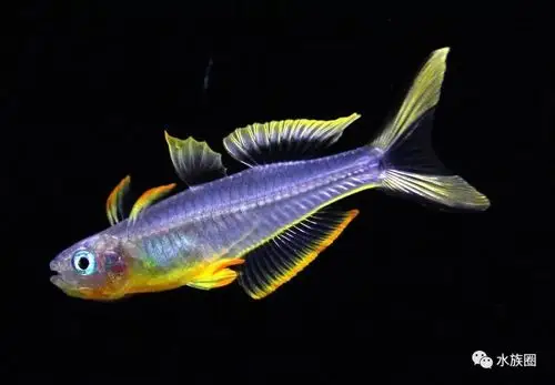 8种最常见灯鱼图谱,喜欢灯鱼的了解下.