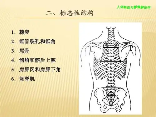 肩胛冈和肩胛下角 6.竖脊肌