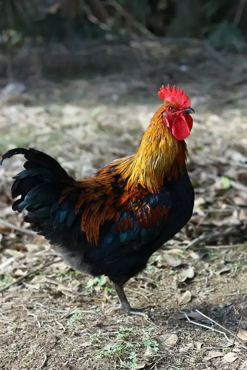 【骄傲的公鸡】 第 4 幅查看大图曝光:1/500 sec光圈:f3.