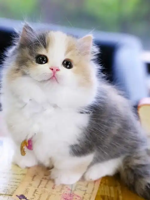 完美三花拿破仑矮脚猫 三花拿破仑猫 短腿猫