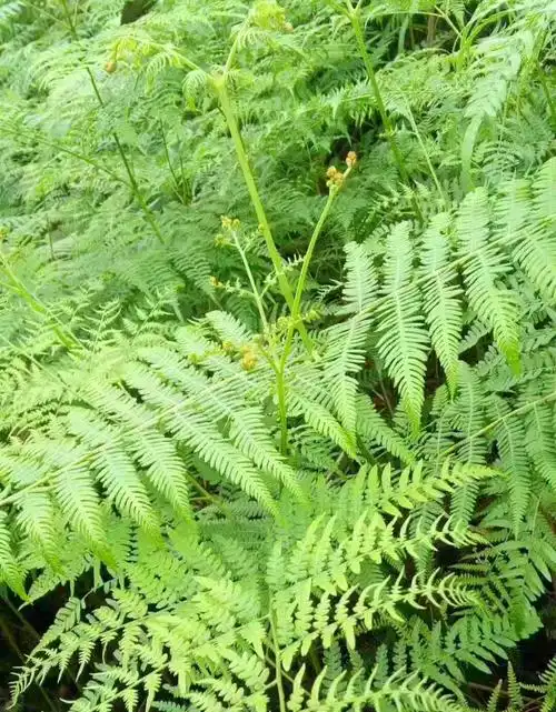 纯天然蕨粉,欢迎订购!