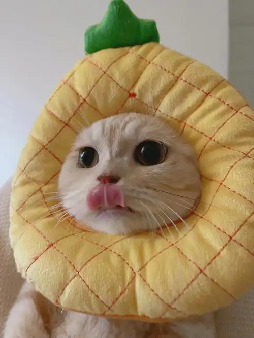 今天是可爱的菠萝头