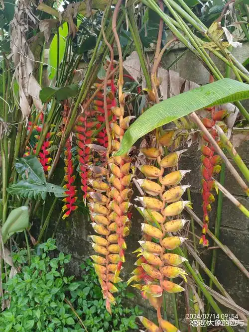金嘴蝎尾蕉 金嘴蝎尾蕉(heliconia rostrata ruiz & pavon):芭蕉科,蝎