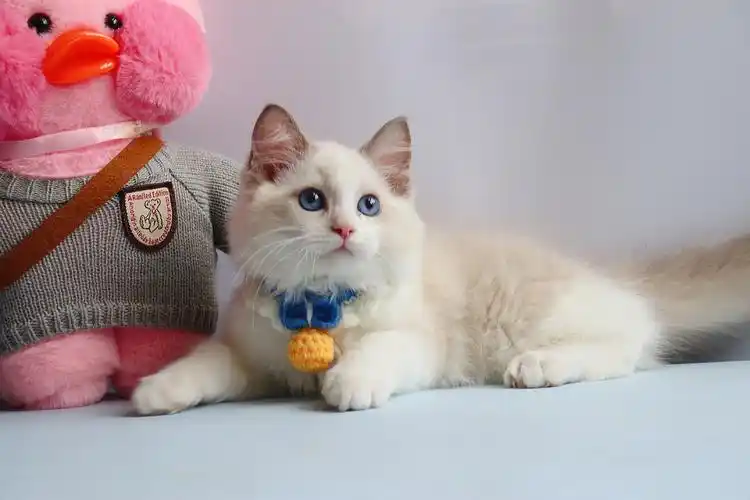 布偶猫蓝双妹妹