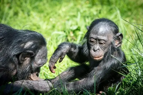 第一个被人类驯化的物种 科学家:是人类自己