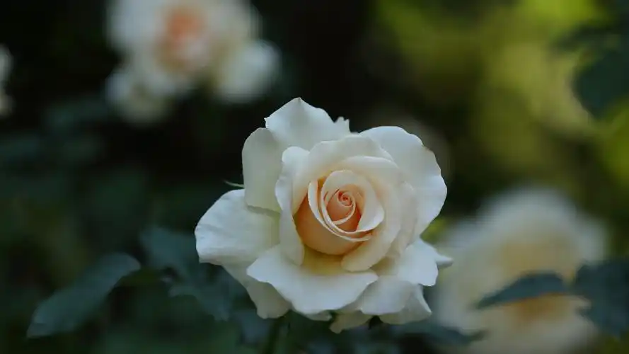 白玫瑰代表什么(白玫瑰在不同情况下有何涵义)_大全-幸福起航