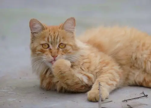 标题:那黄猫好惬意