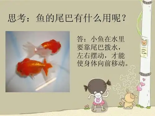 思考:鱼的尾巴有什么用呢?
