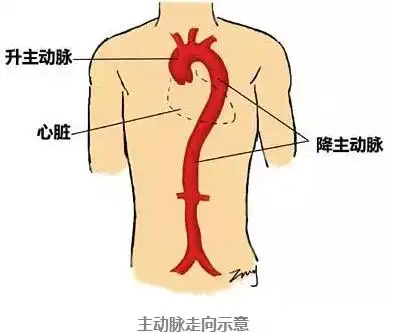 热点中年科学家怎么就命丧主动脉夹层