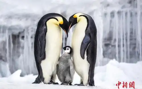叙事类第一名 在南极罗斯海附近的帝企鹅一家.