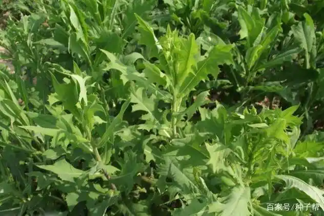 "青草换肥鹅"养猪,养鹅最好的牧草,又叫肥猪草,鹅菜