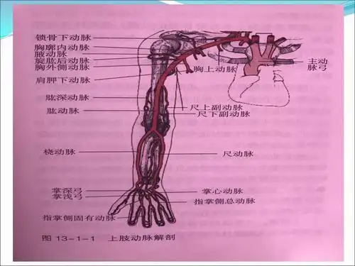 上肢血管解剖ppt课件
