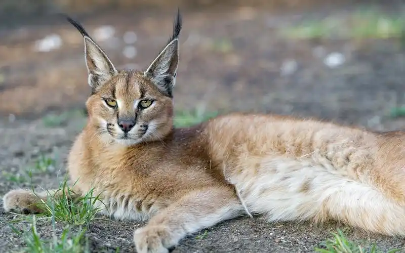 首页 动物与鸟 山猫