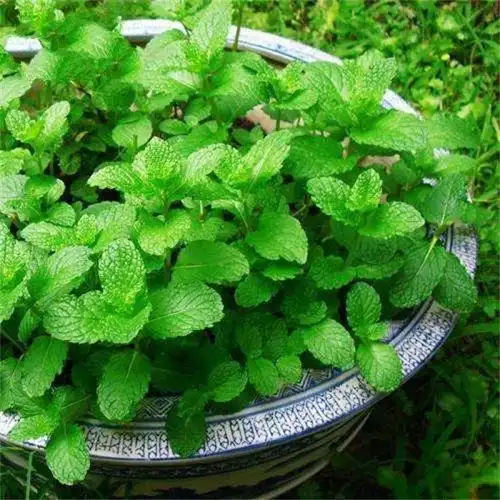 5种驱蚊草,个个能驱蚊,好看又好闻,家里养1盆,蚊虫无影无踪