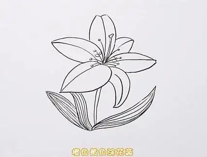 百合花简笔画图片 百合花怎么画