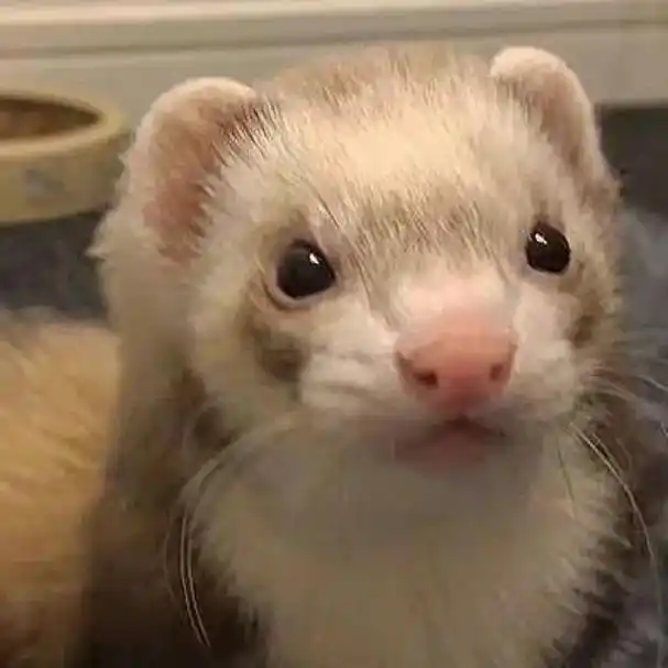 铉辰小貂来咯～#黄铉辰 #雪貂  第2期 | 小貂头像 - 抖音