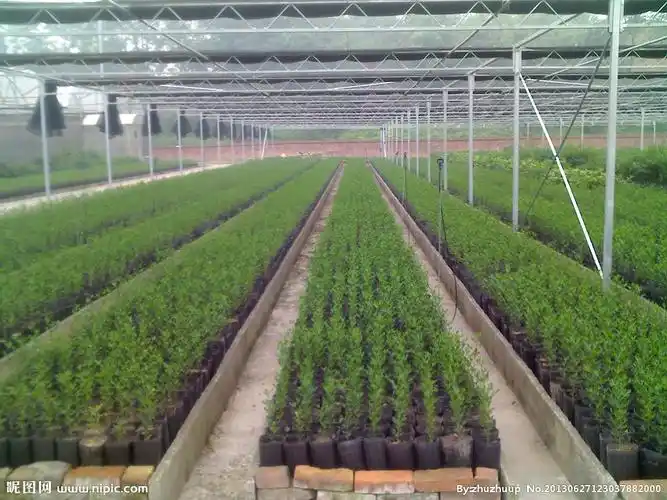 无病毒苗木繁育基地图片