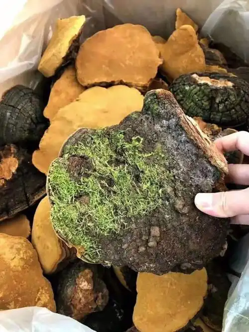 灵芝抗癌野生黄桑灵芝女性的神仙水