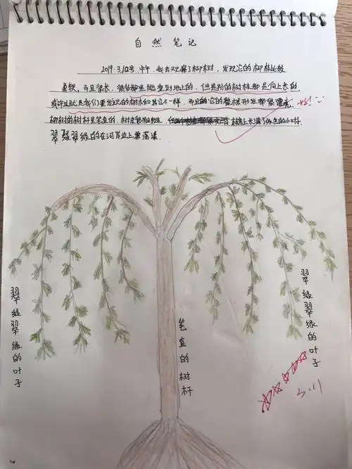 廖梓伊的柳树,特别喜欢她这一句话,很会观察哦