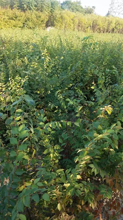 大量朴树小苗批发,高度60-1米朴树小苗,朴树小苗基地