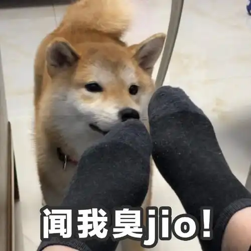 斗图大会 - 柴犬,可爱,狗狗,汪星人表情库 - 真正的斗图网站 - dou