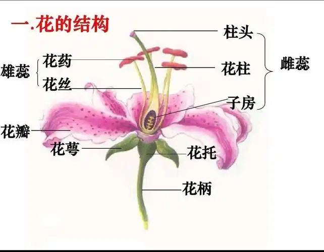 它们的形状,气味也不同,而且我们还知道了花的结构:花瓣 花蕊 花萼